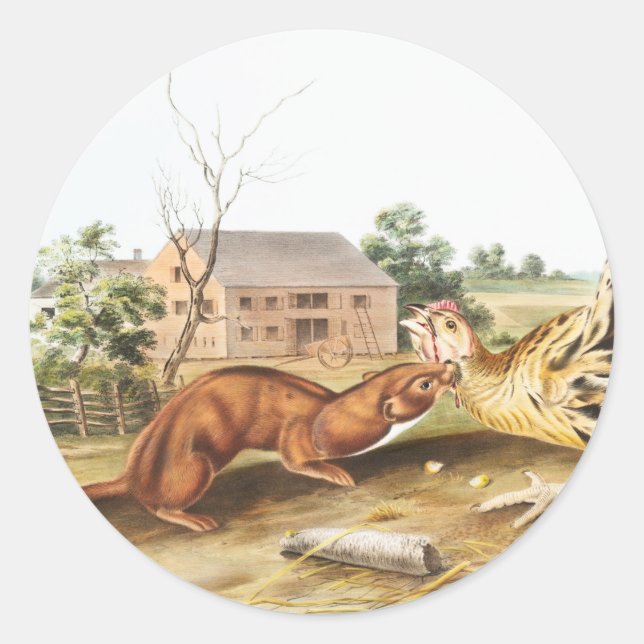 Tawny Weasel (Putorius fuscus) Illustration Classic Round Sticker (Front)