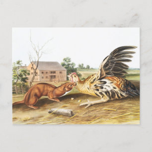 Tawny Weasel (Putorius fuscus) Illustration Postcard