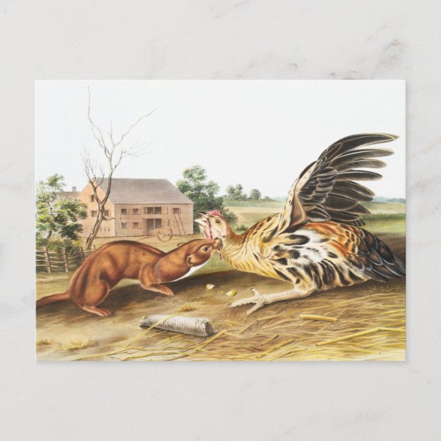 Tawny Weasel (Putorius fuscus) Illustration Postcard (Front)