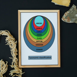 Taxonomic classification poster