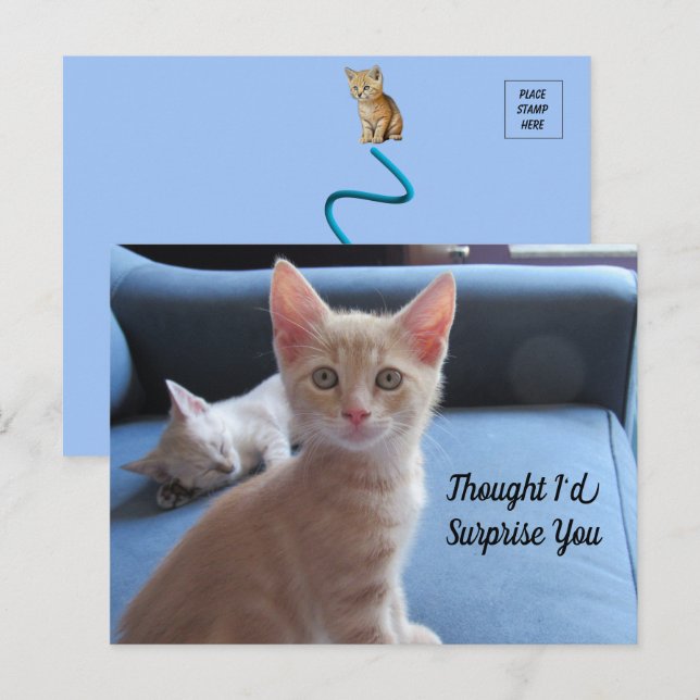Taz and Winter Surprise Cat Postcard (Front/Back)