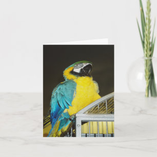 Taz.... Card