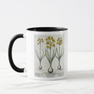 Tazetta Narcissi, from the 'Hortus Eystettensis' Mug