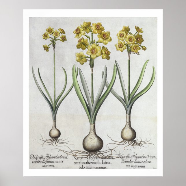 Tazetta Narcissi,  from the 'Hortus Eystettensis' Poster (Front)