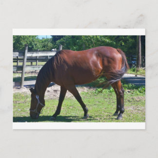 Tbred Grazing Postcard