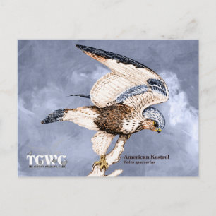 TCWC - American Kestrel Illustration with Logo Postcard