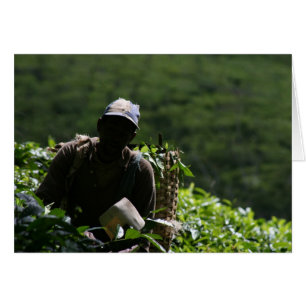 Tea Plantation