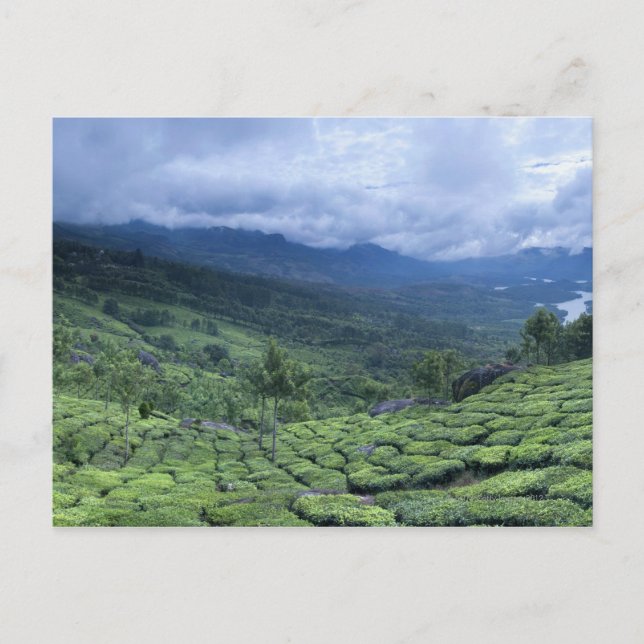 Tea plantation 2 Kerala state India Postcard (Front)