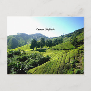 Tea Plantation, Cameron Highlands, Malaysia Postcard
