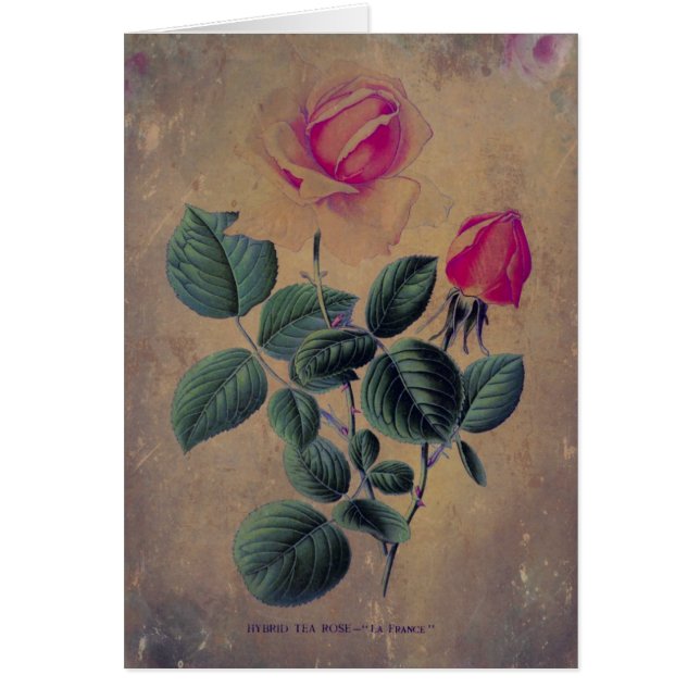 Tea Rose Grunge, Mother's Day (Front)