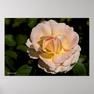 Tea Rose Poster