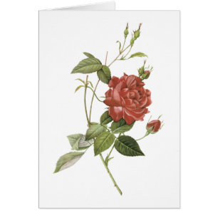 tea rose(Rosa indica cruenta) by Redouté