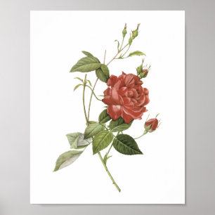 tea rose(Rosa indica cruenta) by Redouté Poster