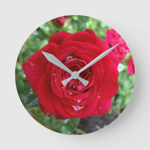 Tea Rose Round Wall Clock