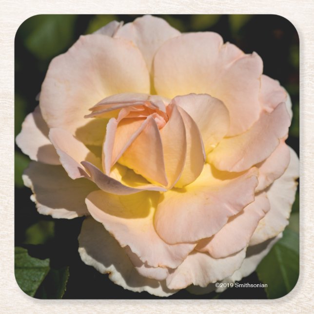 Tea Rose Square Paper Coaster (Front)