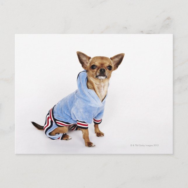 Teacup Chihuahua Postcard (Front)