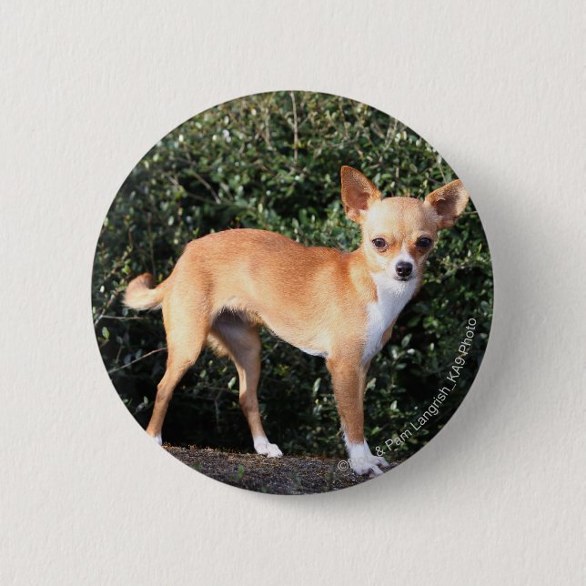 Teacup Chihuahua Puppy 6 Cm Round Badge (Front)