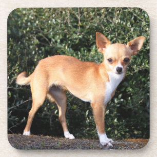 Teacup Chihuahua Puppy Coaster