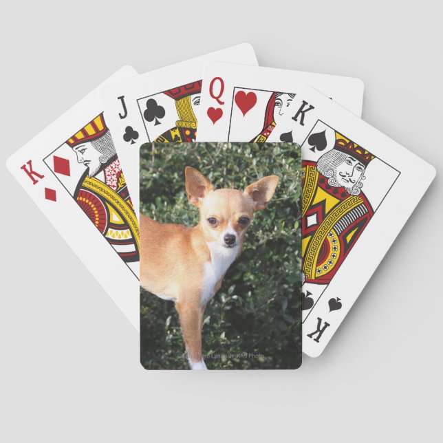 Teacup Chihuahua Puppy Playing Cards (Back)