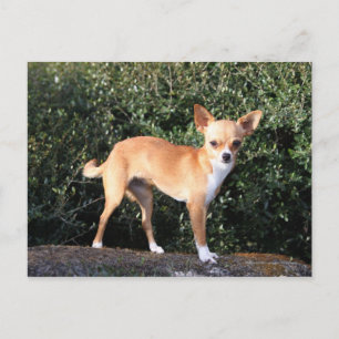 Teacup Chihuahua Puppy Postcard