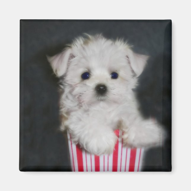 teacup maltese magnet (Front)