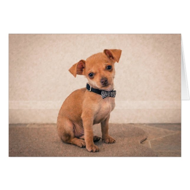 Teacup Puppy (Front Horizontal)