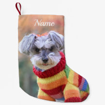 Teacup Schnauzer Puppy Dog in a Sweater