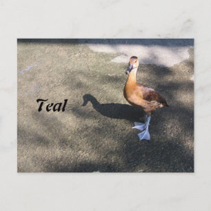 Teal # 1 postcard