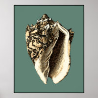 Teal Conch Shell