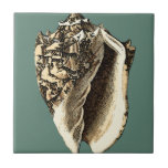 Teal Conch Shell Tile<br><div class="desc">In this beautiful,  classic black and white conch shell,  you can see the shading of a natural seashell very sharp and clear.  You can image yourself at the beach hunting for shells or playing in the sand. Get this nautical styled teal conch shell art on your favourite products today!</div>