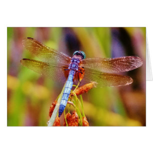 Teal Dragonfly on sedge