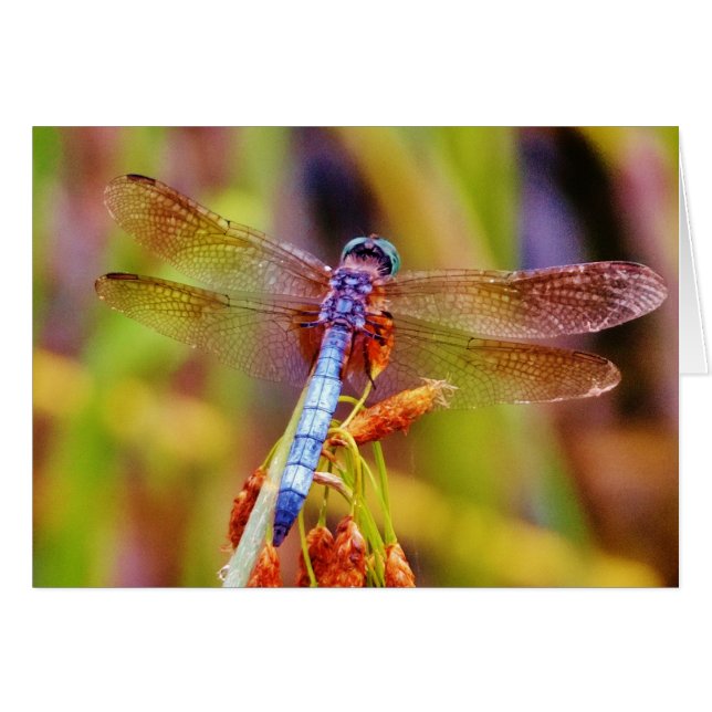 Teal Dragonfly on sedge (Front Horizontal)