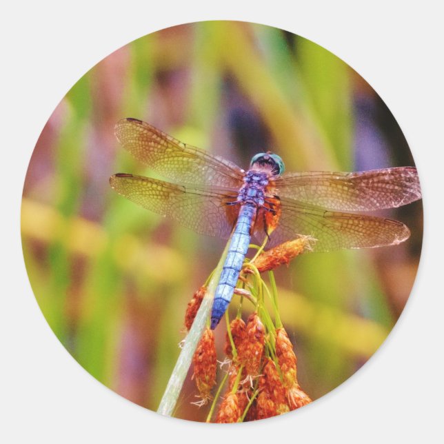 Teal Dragonfly on sedge Classic Round Sticker (Front)