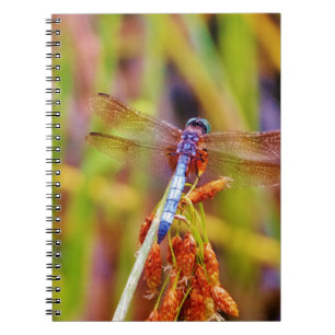 Teal Dragonfly on sedge Notebook