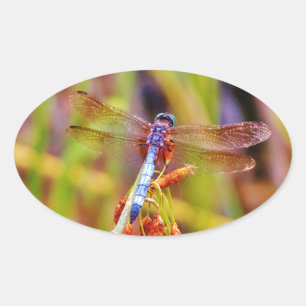 Teal Dragonfly on sedge Oval Sticker