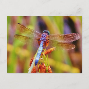 Teal Dragonfly on sedge Postcard
