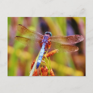 Teal Dragonfly on sedge Postcard