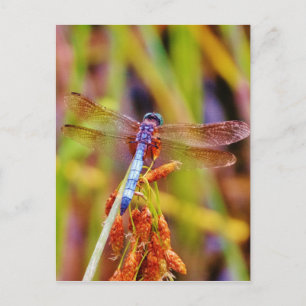 Teal Dragonfly on sedge Postcard