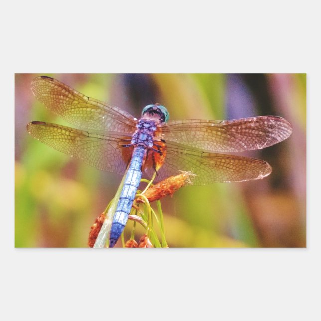 Teal Dragonfly on sedge Rectangular Sticker (Front)