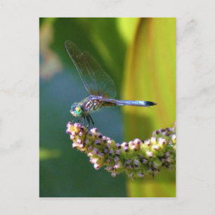 Teal eyed Dragonfly Postcard