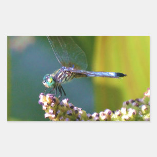 Teal eyed Dragonfly Rectangular Sticker