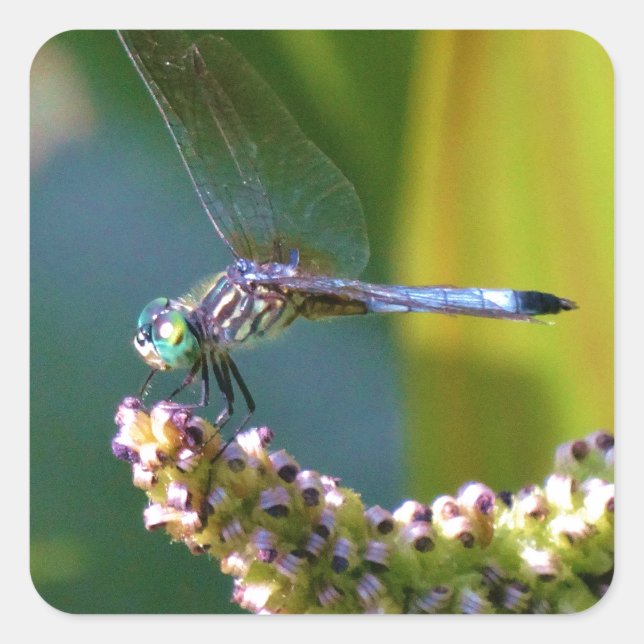 Teal eyed Dragonfly Square Sticker (Front)
