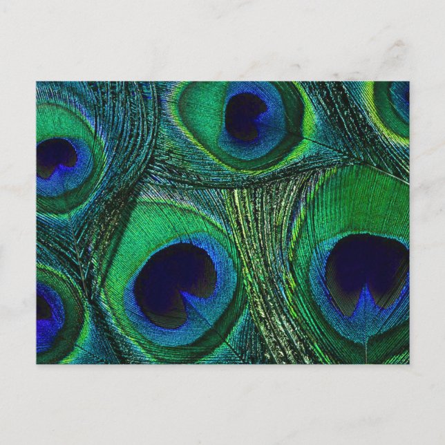 Teal Green Blue Peacock Feather Print / Pattern Postcard (Front)