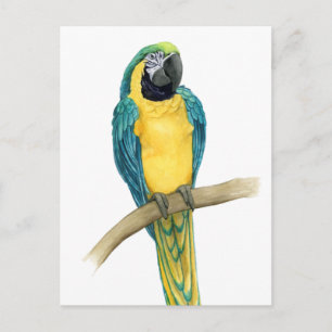 Teal Macaw Postcard