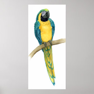 Teal Macaw Poster