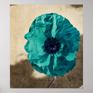 Teal Poppy Poster
