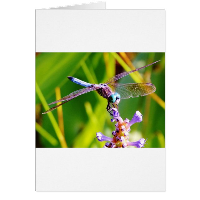 Teal & purple Dragonfly (Front)