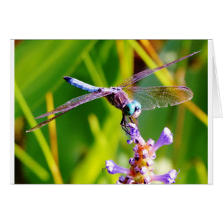 Teal & purple Dragonfly
