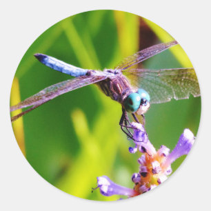 Teal & purple Dragonfly Classic Round Sticker