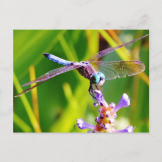 Teal & purple Dragonfly Postcard